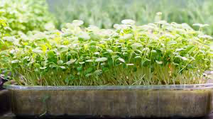 10x20 Tray Full of Microgreens