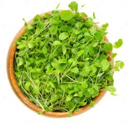 Lucky Clover Microgreens