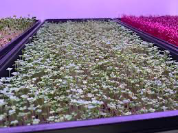 10x20 Tray Full of Microgreens