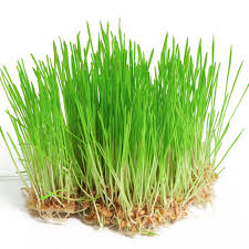 Wheatgrass