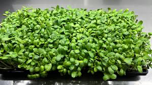 10x20 Tray Full of Microgreens