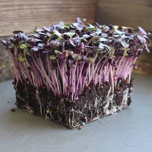 10x20 Tray Full of Microgreens