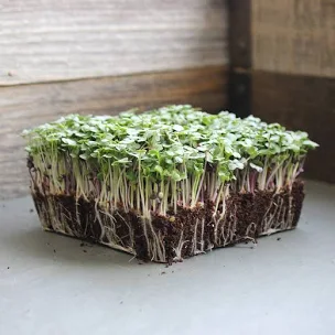 10x20 Tray Full of Microgreens